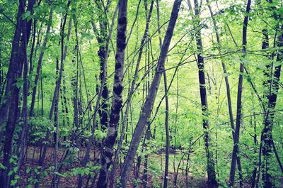 Trees in forest