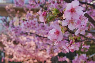 Close-up of pink flowers