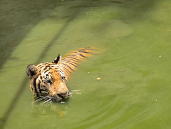 High angle view of a cat drinking water