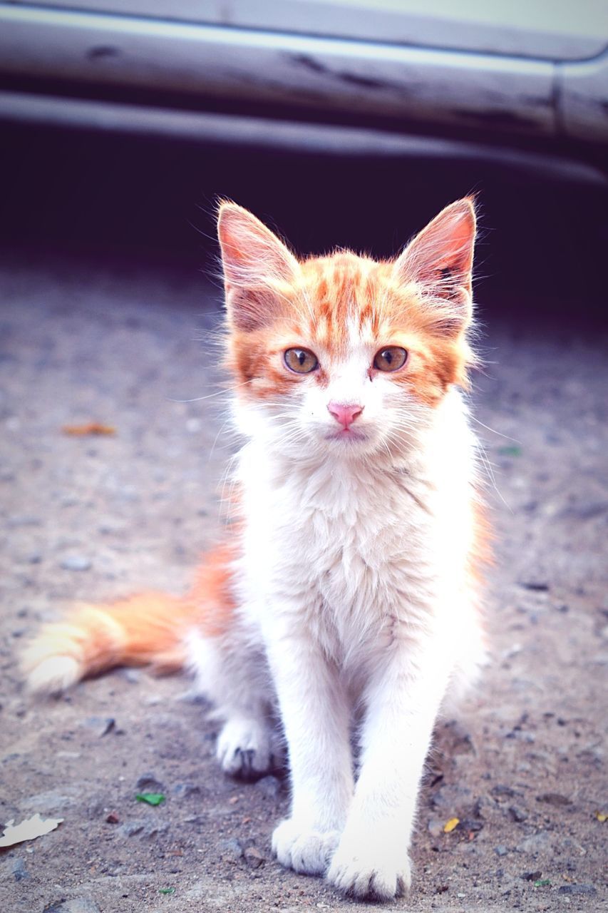 PORTRAIT OF CAT SITTING ON FLOOR