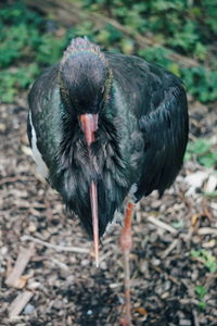 Close-up of a bird