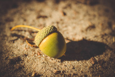 Close-up of fruit on sand
