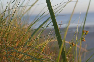 Close-up of grass on field against sky