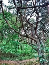 Trees in forest