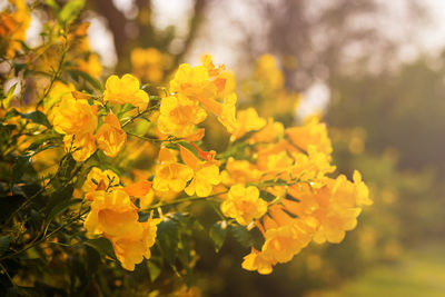 Close-up of yellow flowering plant on field