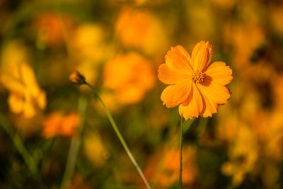 Close-up of yellow flowers blooming outdoors