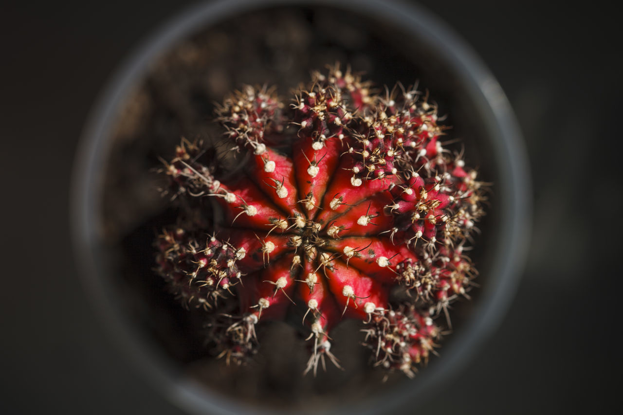 DIRECTLY ABOVE SHOT OF RED BERRIES IN CONTAINER