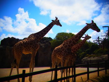 Giraffe standing by tree against sky