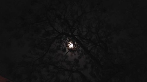 Close-up of tree against moon at night