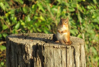 Squirrel on tree stump