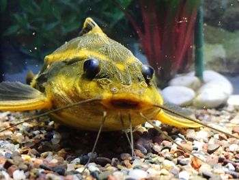 Close-up of turtle in water