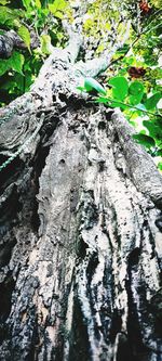 Close-up of lichen on tree trunk