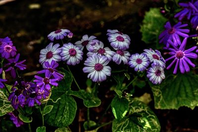 Close-up of purple flowering plants
