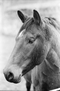 Close-up of a horse