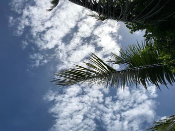 Low angle view of palm tree against sky