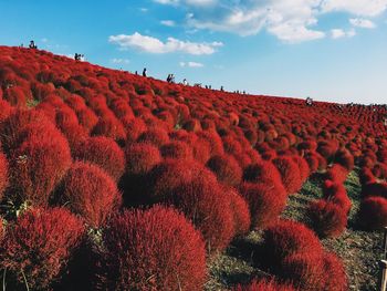 Scenic view of red flowering plants on field against sky