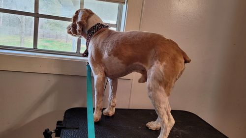 Dog standing by window at home