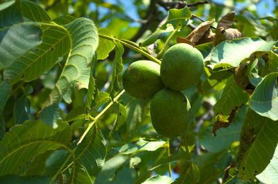 Close-up of berries growing on tree