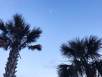 Low angle view of palm tree against clear blue sky