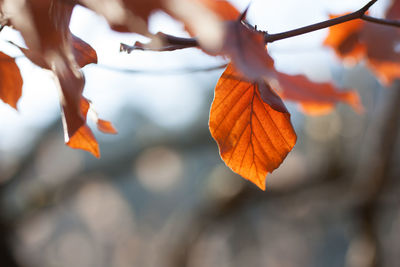 Close-up of autumnal leaves against blurred background