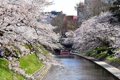 View of cherry blossom from canal