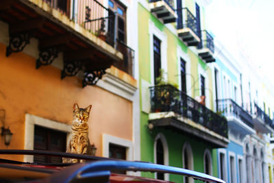 Cat sitting on car roof against building