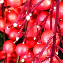 Full frame shot of cherries