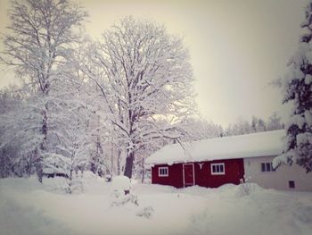 Bare trees on snow covered field