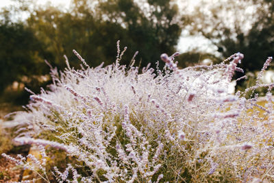 Close-up of frozen flowering plant during winter