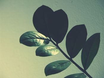 Close-up of leaves