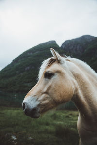 Close-up of horse standing on field