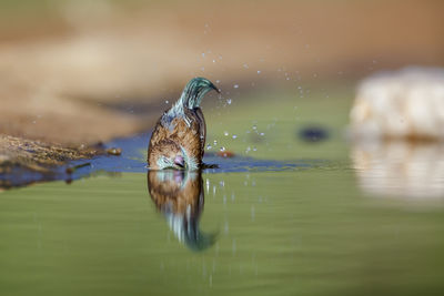 Close-up of bird in lake