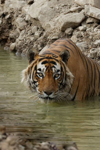 Portrait of tiger drinking water