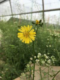 Close-up of yellow flower