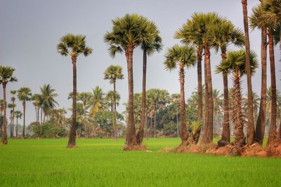 Palm trees on field against sky