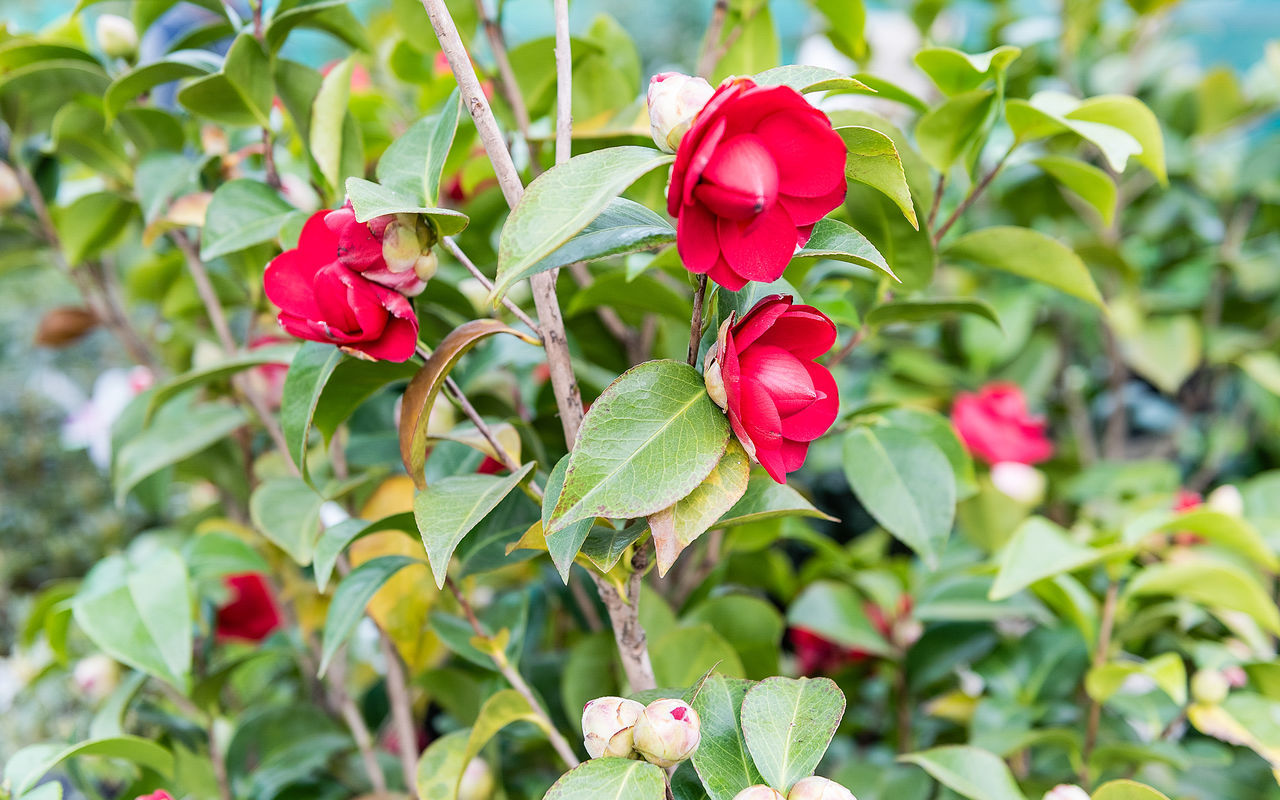 CLOSE-UP OF RED ROSE