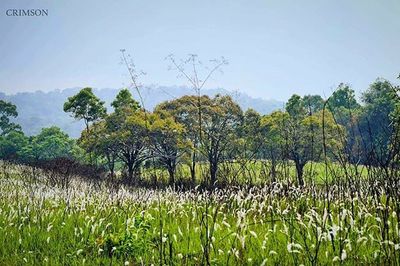 Trees growing on field