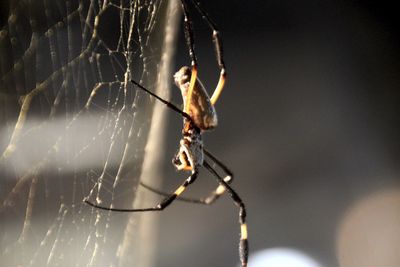Close-up of spider on web