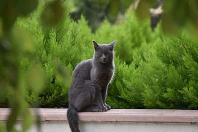 Portrait of a cat