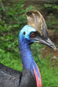 Close-up of cassowary