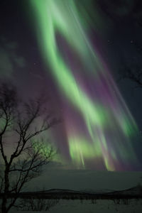 Low angle view of illuminated tree against sky at night