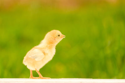 Close-up of a bird against blurred background