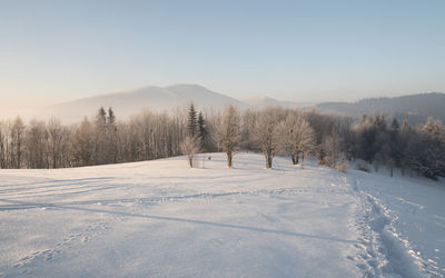 Trees on snow covered field against sky