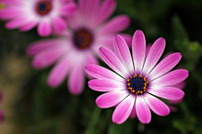 Close-up of pink daisy flowers