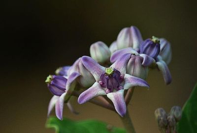 Close-up of purple flowers blooming