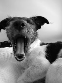 Close-up of a dog yawning