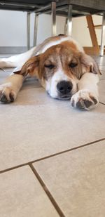 Close-up of dog sleeping on floor at home