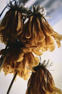 Close-up of wilted plant against sky