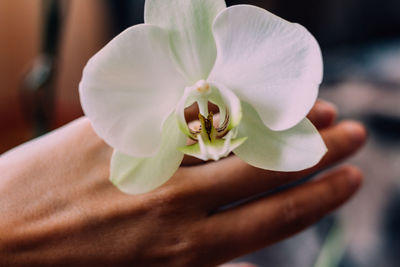 Cropped hand holding white orchid