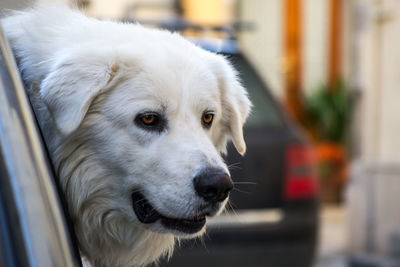 Close-up of dog